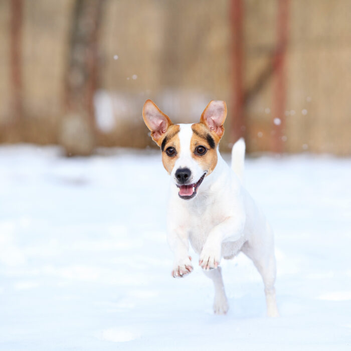 Our top ten winter safety tips for your pets