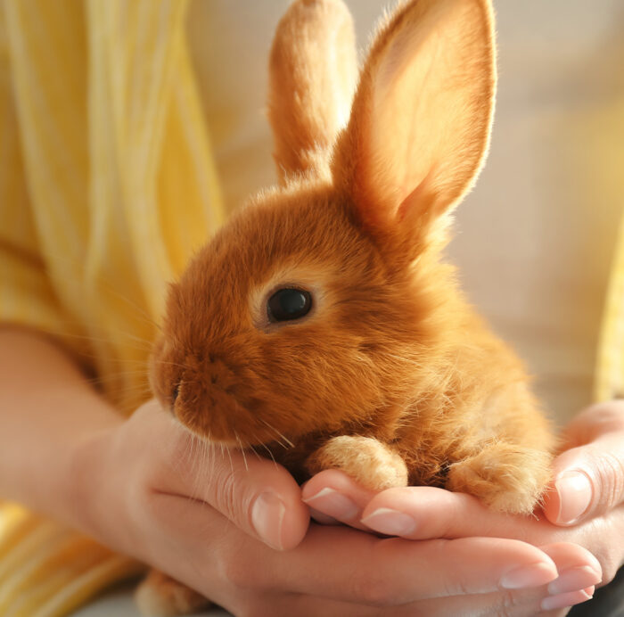 Rabbit friendly veterinary practices: what does this mean?
