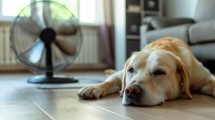 Heatstroke in dogs