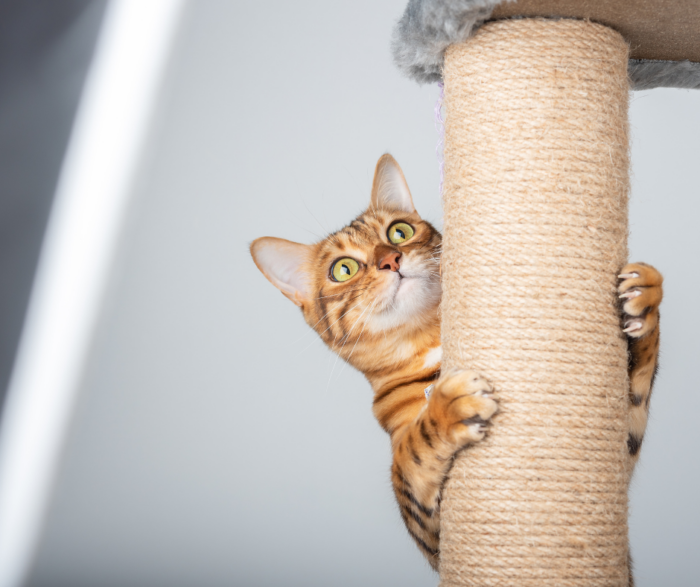 How to spot osteoarthritis in cats