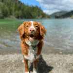 dog standing in front of water
