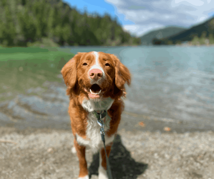 dog standing in front of water