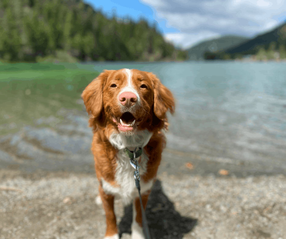 dog standing in front of water