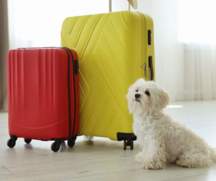 Pet travel: Pet Passports